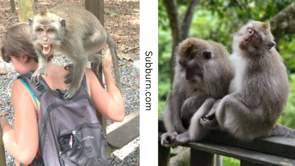 Monkey Forest ubud - Bali Tourism Recommendations
