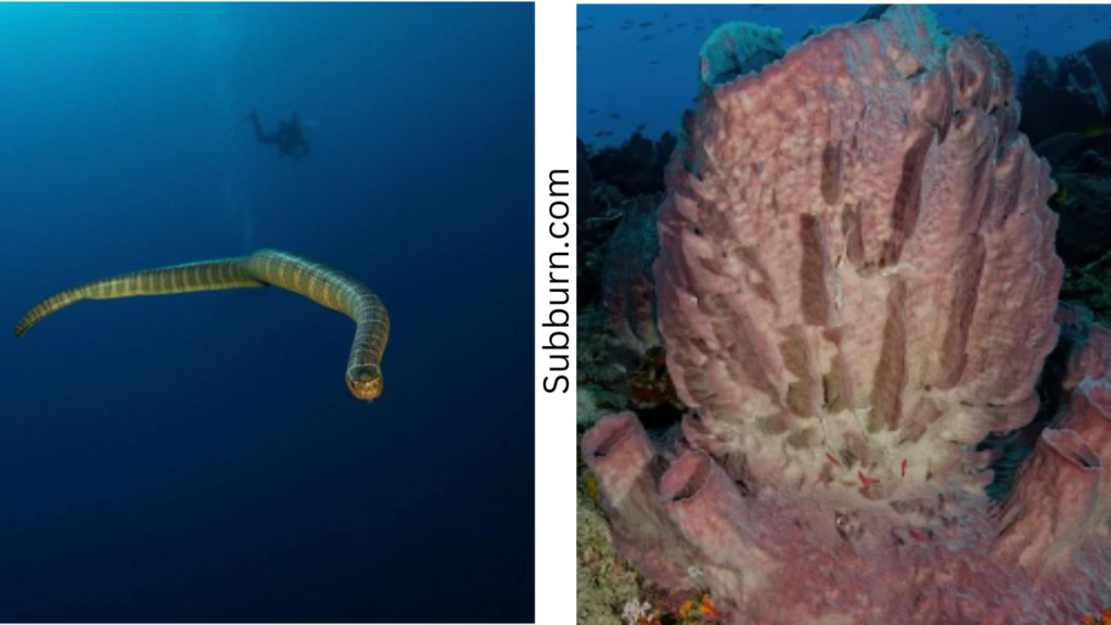 Banda Sea - sea snake and coral
