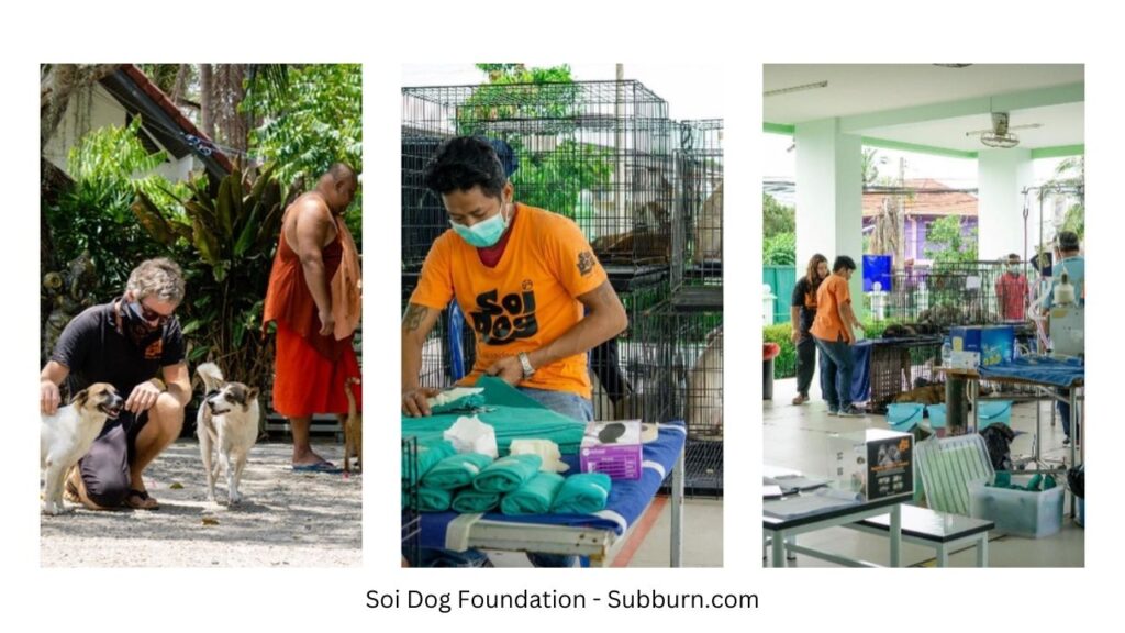 Soi Dog Foundation - Subburn.com