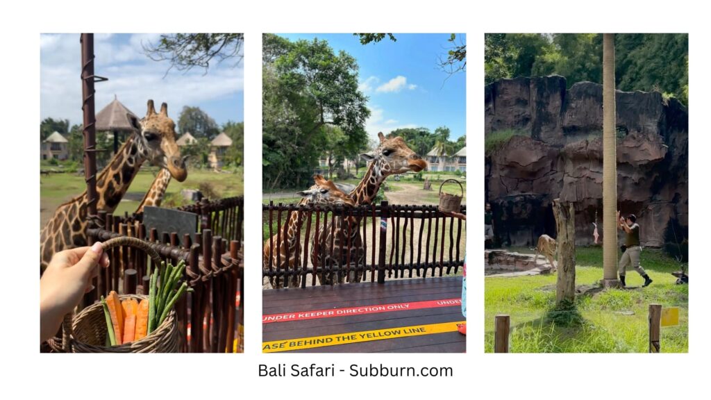 Bali safari - subburn.com